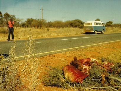 Botswana, bue investito da camioncino