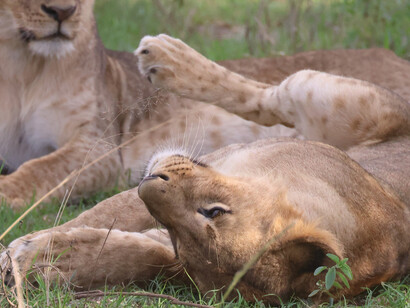Lionesses at Nairobi National Park © Gehan de Silva Wijeyeratne