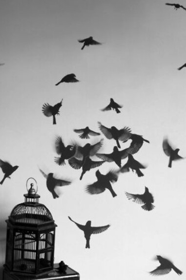 pássaros escapando da jaula