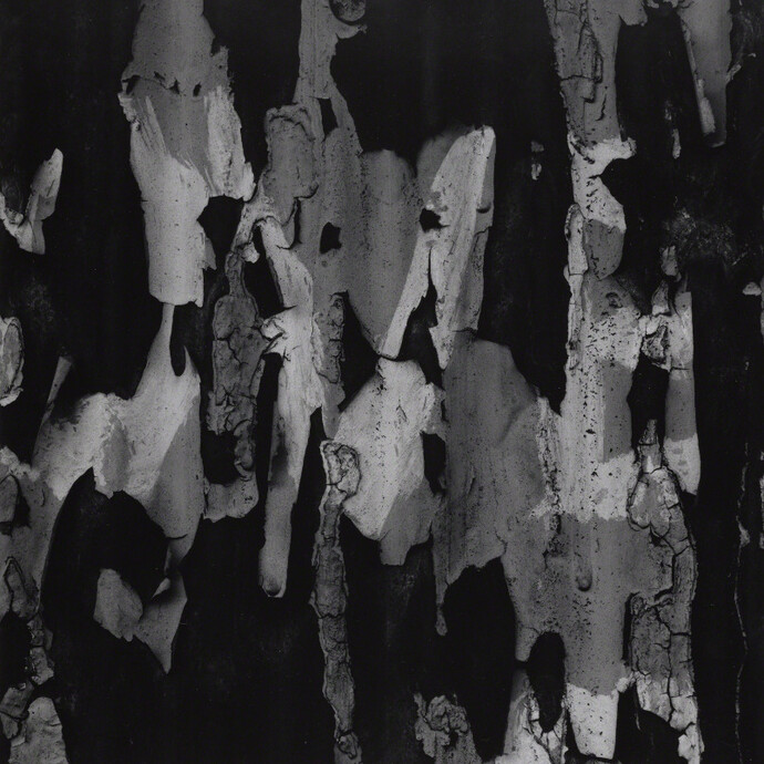 Aaron Siskind. Courtesy of Galerie Julian Sander 