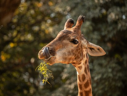 La giraffa Vive principalmente nella savana e nelle steppe arboree africane, da Nord a Sud, dal Ciad al Sudafrica e da Ovest a Est, dal Niger alla Somalia