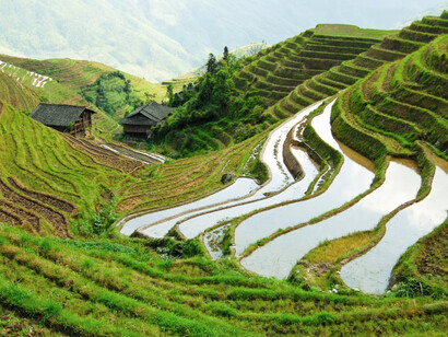 Chinese agricolture