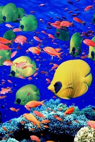 Un mondo di meraviglie