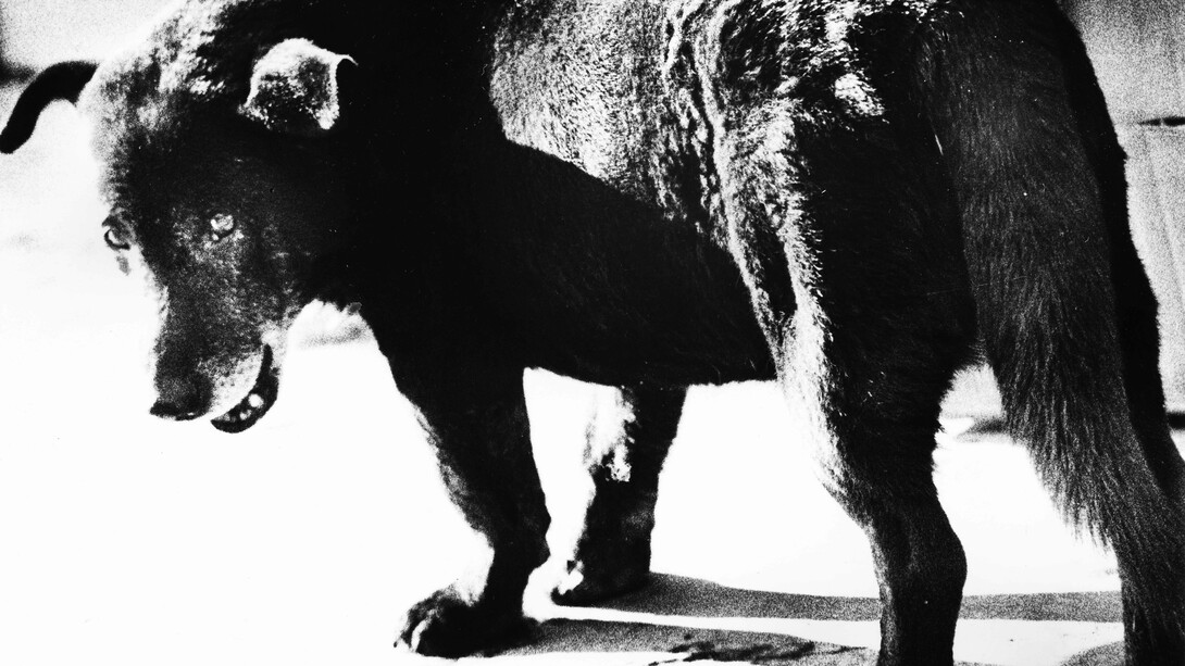 Daido Moriyama, Stray dog (detail), Misawa, Aomori, 1971. Courtesy of the Henri Cartier-Bresson Foundation