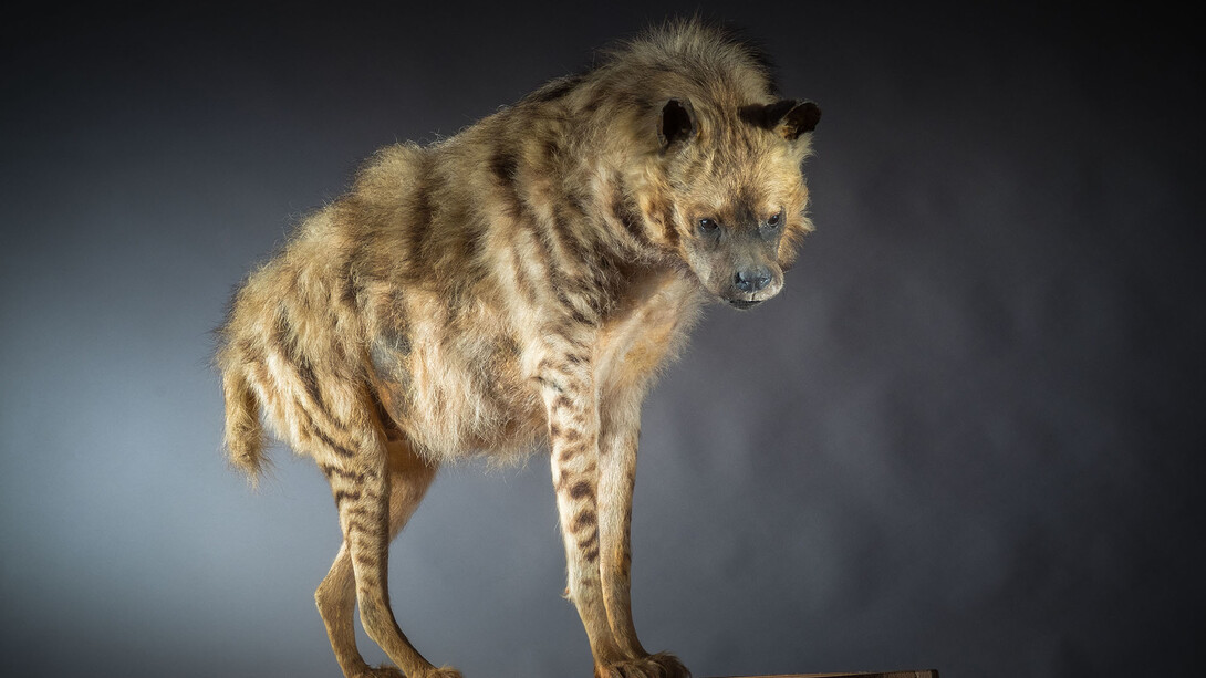 Specimen of a naturalised hyena, Organic matter, Lille, musée d’histoire naturelle © Musée du Louvre-Lens (musée d’histoire naturelle de Lille) / Jean-Cristophe Hecquet