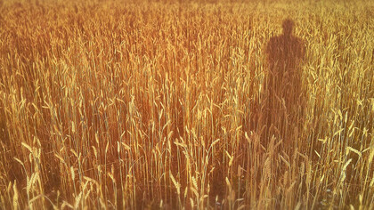 Diseño de portada para «El guardián entre el centeno»