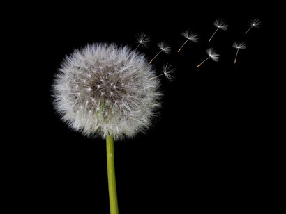 Flying seeds