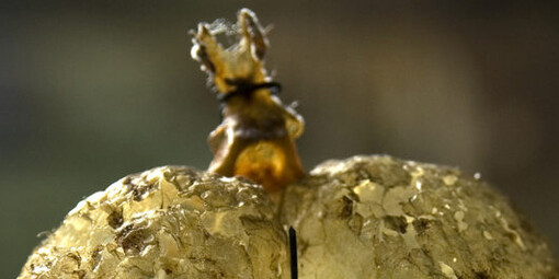 Reptiles and Amphibians Gallery. Courtesy of Museo di Storia Naturale