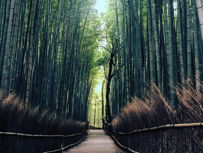 A bamboo forest in Kyoto, Japan