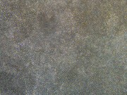 Angelina Pwerle. Courtesy of Hosfelt Gallery