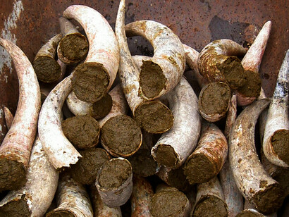 Cornoletame in agricoltura biodinamica