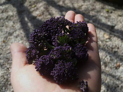 Fiori di broccolo viola, foto E. Drenaggi