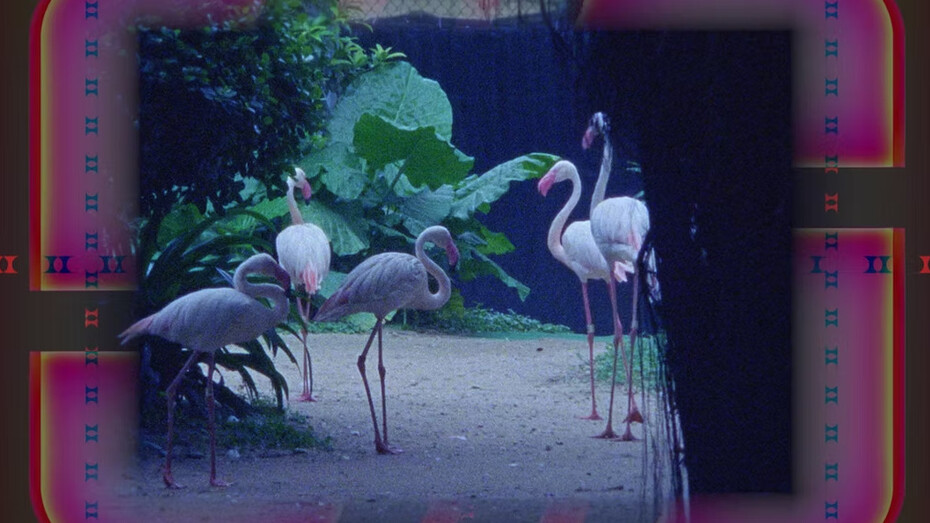 Imagine a dead blue whale inside the pocket of a giant. Courtesy of Current Plans