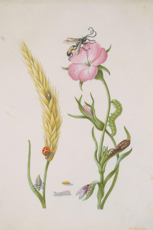 Maria Sibylla Merian. Courtesy of Museum Städel