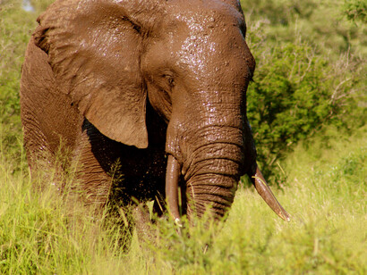 Un elefante in Botswana, specie a rischio estinzione