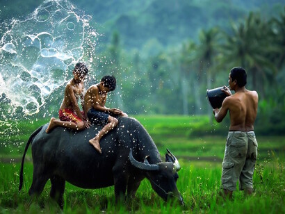Children playing with elephants