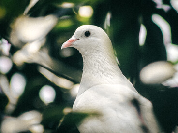 Primer plano de una paloma blanca posada entre el follaje verde con luces de fondo desenfocadas, símbolo de paz