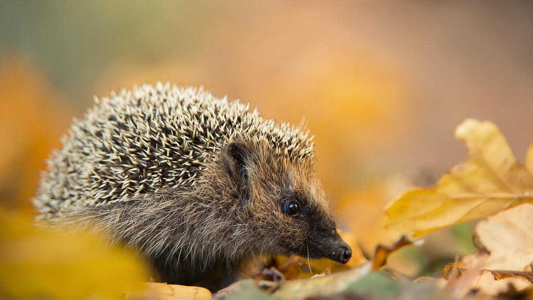 L'eleganza del riccio