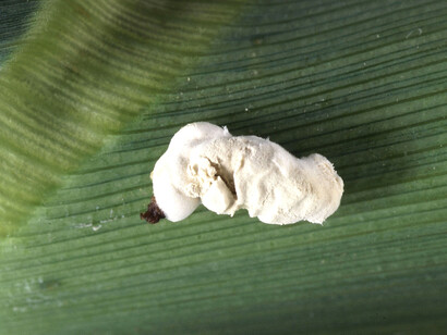 Ciclo de la enfermedad de la muscardina blanca, ocasionada por Beauveria bassiana