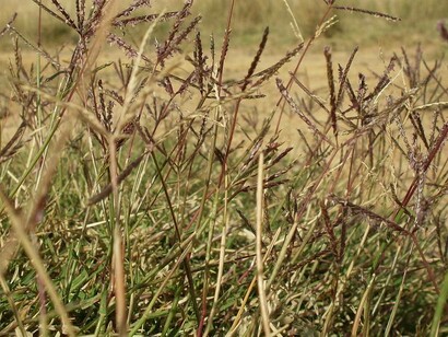 Cynodon dactylon, Gundaroo Common, Australia
