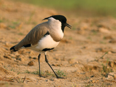 River Lapwings are easily seen in the National Chambal Sanctuary © Gehan de Silva Wijeyeratne