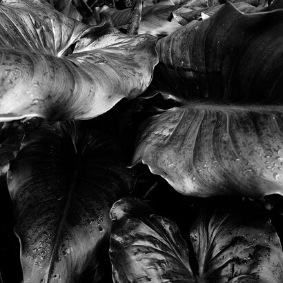 Frederick Edwin Bertin. Plantes Atlantiques series 