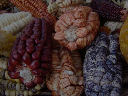 Actualmente el maíz es el cereal con el mayor volumen de producción a nivel mundial, seguido por el trigo y el arroz
