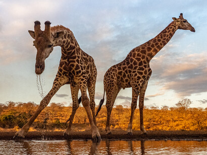 Giraffes (Zimanga, South Africa)