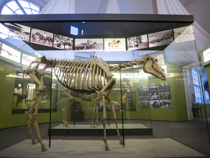 The Horse. Courtesy of Museum and Library of Hungarian Agriculture
