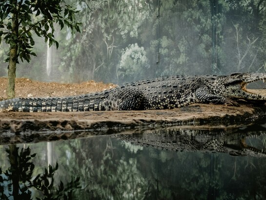 Il coccodrillo del Nilo (Crocodylus niloticus) è un rettile acquatico dell'ordine Crocodylia, diffuso in gran parte dell'Africa