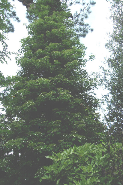 Una hydrangea rampicante abbraccia un albero con eleganza