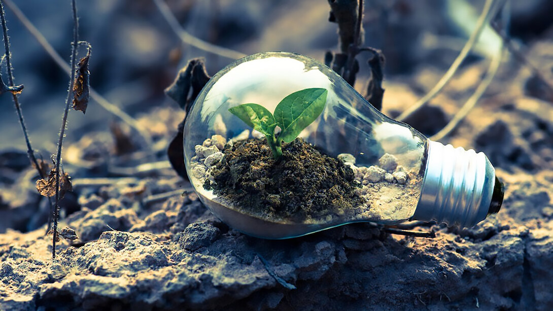 Clear light bulb planter on gray rock