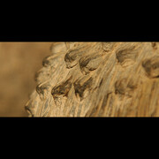 Bright Animals and Dull Plants. Courtesy of Museo Chileno de Arte Precolombino