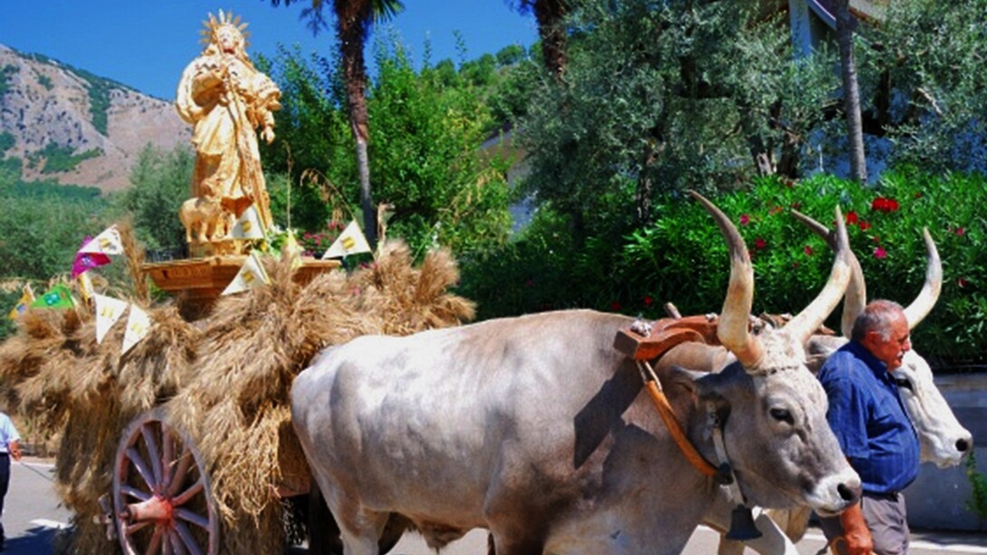 In copertina una foto della processione di san Rocco che tenutasi durante l'edizione del 2009 della Festa del Grano a Foglianise (BN), Italia