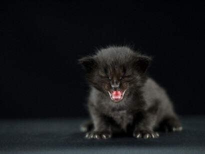 Angry cat