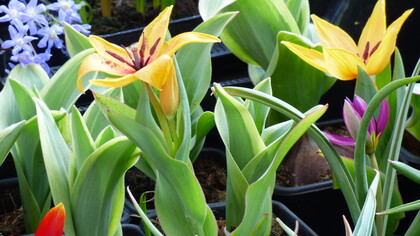 Piccole bulbose botaniche