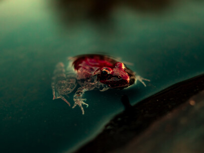 Los residentes en zonas urbanas responden con un: me animan a pasar tiempo al aire libre