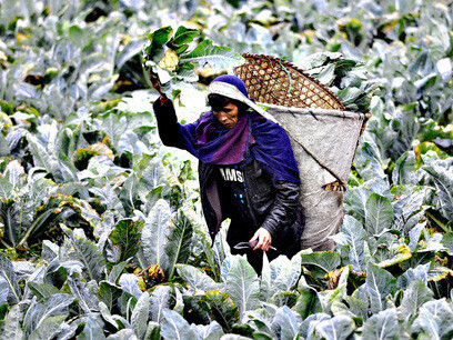Heavy lifting: A farmer harvested vegetables in a field on the outskirts of Shillong city, India (European Pressphoto Agency)