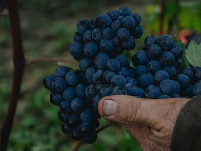 Man holding red grapes with vine leaf