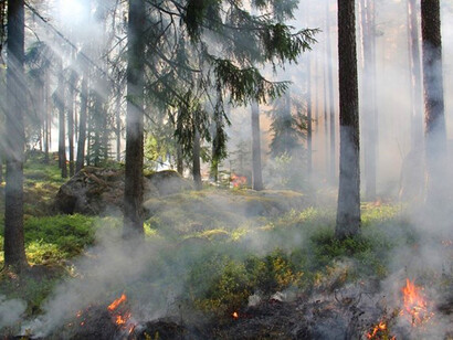 Incendio nel bosco