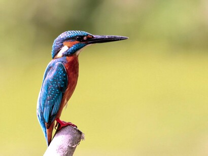 Estrutura vital da vida