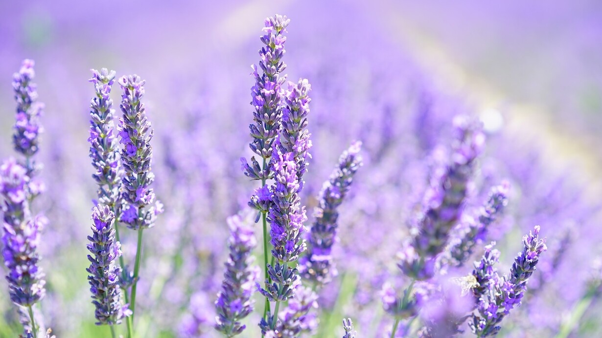 Lavander fields around Grasse