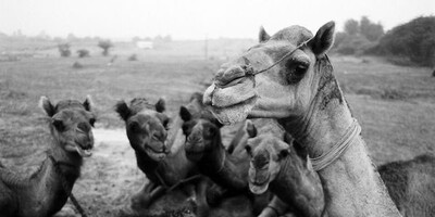 Camel. Courtesy of Pitt Rivers Museum