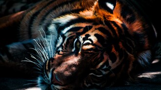 Has the tiger had its day?