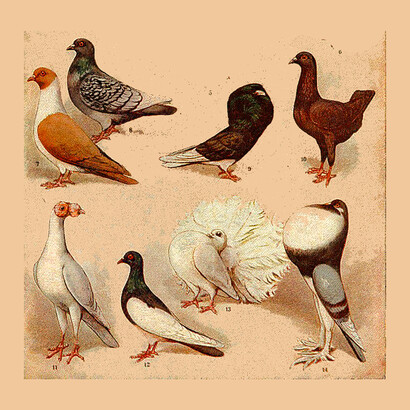 Palomas de fantasía
