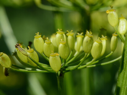 Pastinaca sativa, subsp. frutti