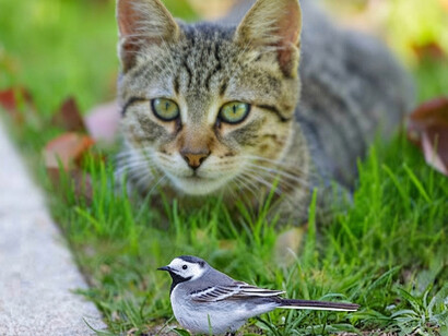 A cat stalks a small wagtail perched on a lush green lawn