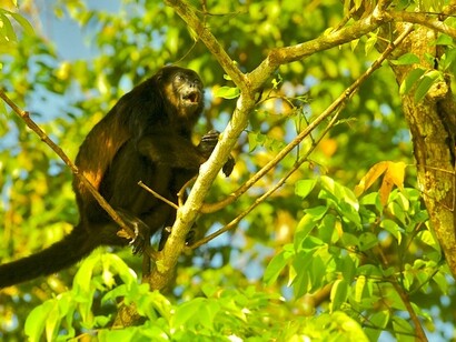 Mono aullador todavía negro