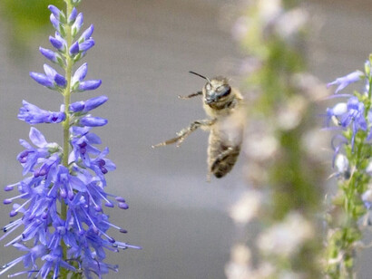 Bee