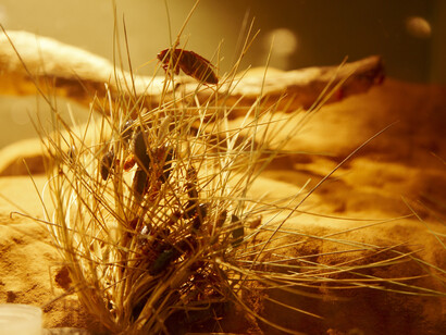 Bugs alive! Exhibition view. Courtesy of Melbourne Museum